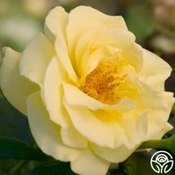 High Voltage 7 High Voltage -Heirloom Roses high voltage 3