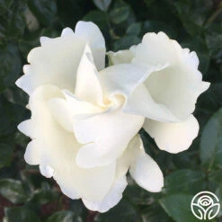 Home And Family™ -Heirloom Roses home and family 3 5