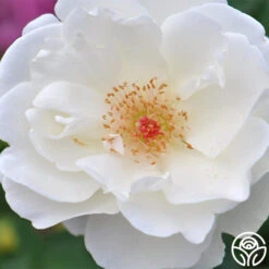 Home And Family™ -Heirloom Roses home and family 4