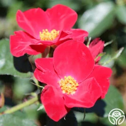 Home Run™ -Heirloom Roses home run 12