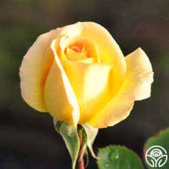 Honey Bouquet 9 Honey Bouquet -Heirloom Roses honey bouquet 11