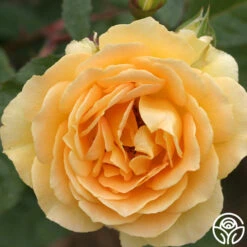 Honey Bouquet 8 Honey Bouquet -Heirloom Roses honey bouquet 1 5