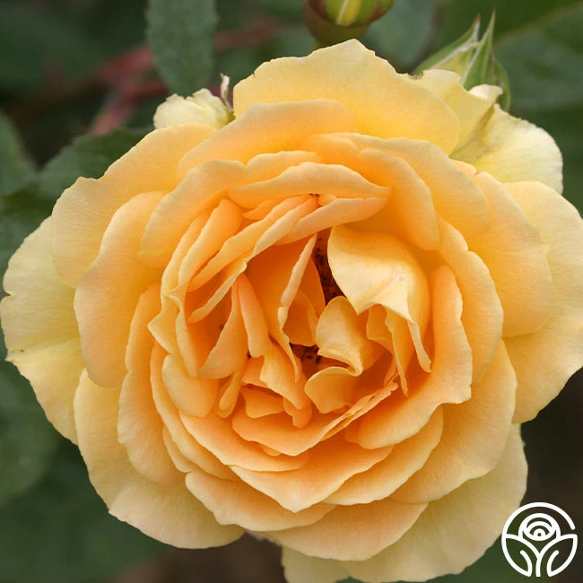 Honey Bouquet 5 Honey Bouquet - Image 3