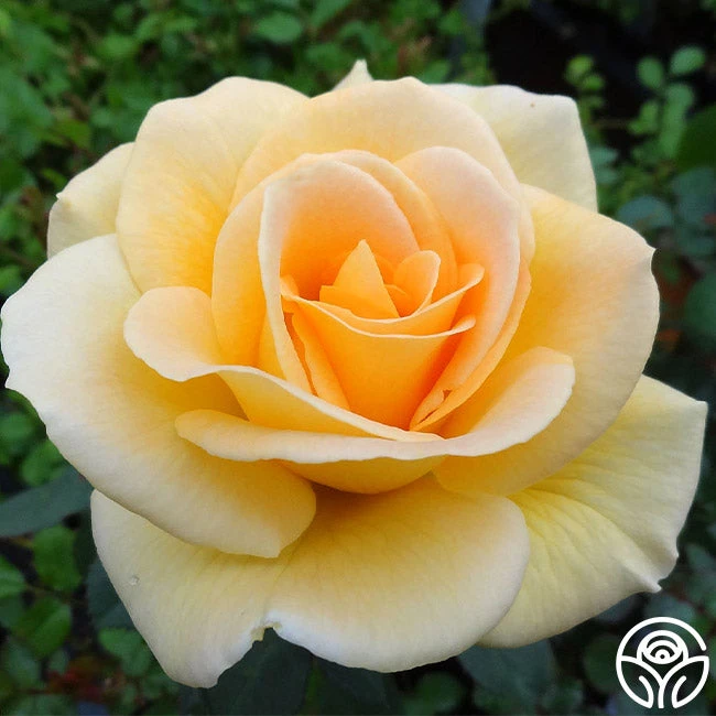 Honey Bouquet 4 Honey Bouquet - Image 2