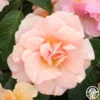 Honey Nectar™ -Heirloom Roses honey nectar 1 5