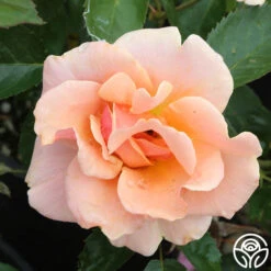 Honey Nectar™ 13 Honey Nectar™ -Heirloom Roses honey nectar 5 1