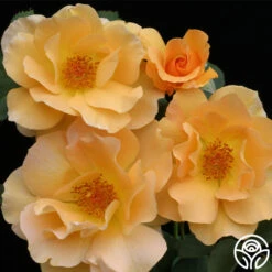 Honey Perfume™ 20 Honey Perfume™ -Heirloom Roses honey perfume 3