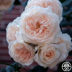 Arborose® Honeymoon -Heirloom Roses honeymoon logo 03
