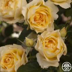 Honor Elizabeth™ 9 Honor Elizabeth™ -Heirloom Roses honor elizabeth logo 01