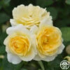 Honor Elizabeth™ -Heirloom Roses honor elizabeth logo 02