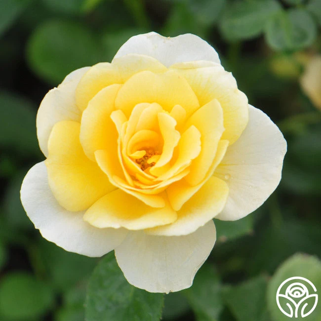 Honor Elizabeth™ 4 Honor Elizabeth™ - Image 2