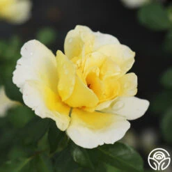 Honor Elizabeth™ 10 Honor Elizabeth™ -Heirloom Roses honor elizabeth logo 04