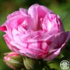 Honorine De Brabant 1 Honorine De Brabant -Heirloom Roses honorine de brabant 1 1 1