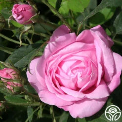 Honorine De Brabant -Heirloom Roses honorine de brabant 2