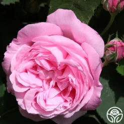Honorine De Brabant -Heirloom Roses honorine de brabant 3 1
