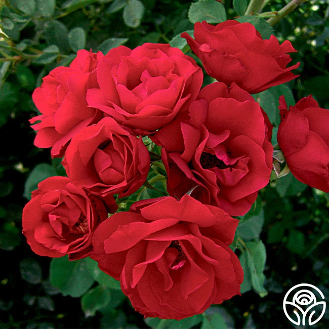 Hope For Humanity 4 Hope For Humanity - Image 2