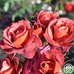 Hot Cocoa™ 14 Hot Cocoa™ -Heirloom Roses hot cocoa 14