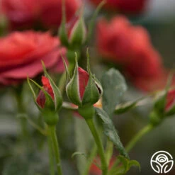 Hot Cocoa™ 17 Hot Cocoa™ -Heirloom Roses hot cocoa 15