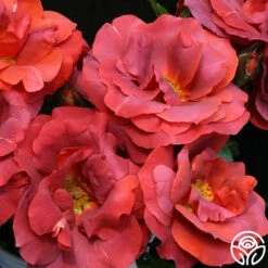 Hot Cocoa™ 16 Hot Cocoa™ -Heirloom Roses hot cocoa 16