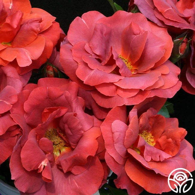 Hot Cocoa™ 9 Hot Cocoa™ - Image 7