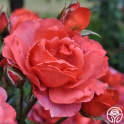 Hot Cocoa™ 13 Hot Cocoa™ -Heirloom Roses hot cocoa 3 8