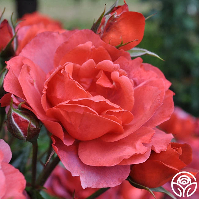 Hot Cocoa™ 6 Hot Cocoa™ - Image 4