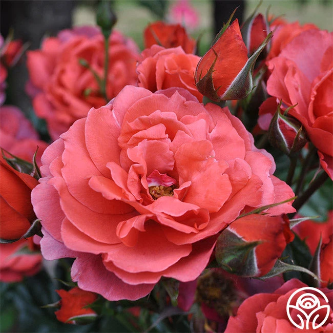 Hot Cocoa™ 4 Hot Cocoa™ - Image 2