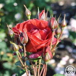 Hot Cocoa™ 15 Hot Cocoa™ -Heirloom Roses hot cocoa 6 1