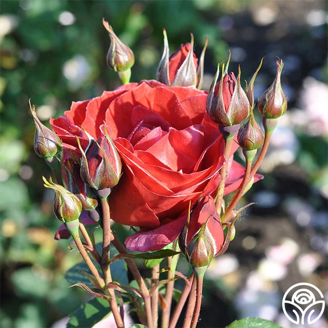 Hot Cocoa™ 8 Hot Cocoa™ - Image 6