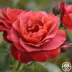 Hot Cocoa™ 12 Hot Cocoa™ -Heirloom Roses hot cocoa 7 2