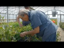 Robert Bruce -Heirloom Roses hqdefault 3 5