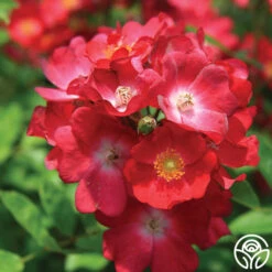 Hydrangealicious® -Heirloom Roses hydrangealicious 1 1