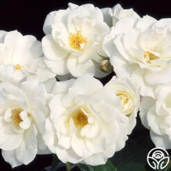 Iceberg® -Heirloom Roses iceberg 1 9