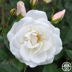 Iceberg® -Heirloom Roses iceberg 2 9