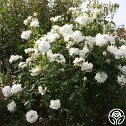 Iceberg® -Heirloom Roses iceberg 3 8