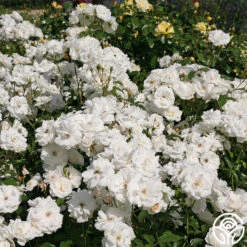 Iceberg® -Heirloom Roses iceberg 5 7