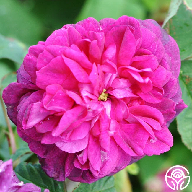 Indigo 4 Indigo - Image 2