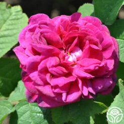 Indigo 7 Indigo -Heirloom Roses indigo 3 5