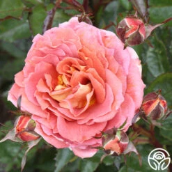 Iris Webb 13 Iris Webb -Heirloom Roses iris webb 1 1 1