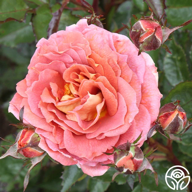 Iris Webb 5 Iris Webb - Image 3