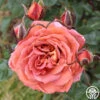 Iris Webb -Heirloom Roses iris webb 2 1 2