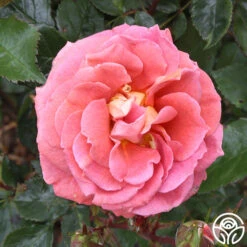 Iris Webb 18 Iris Webb -Heirloom Roses iris webb 3