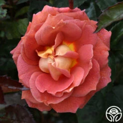 Iris Webb 16 Iris Webb -Heirloom Roses iris webb 4