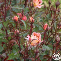 Iris Webb 17 Iris Webb -Heirloom Roses iris webb 5