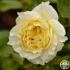 Irish Hope™ -Heirloom Roses irish hope 2 1