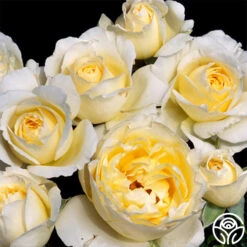 Irish Hope™ -Heirloom Roses irish hope 4