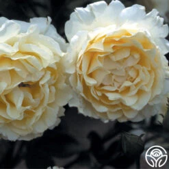 Irish Hope™ -Heirloom Roses irish hope 5