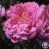 Ispahan -Heirloom Roses ispahan