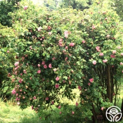 Ispahan -Heirloom Roses ispahan 1 1