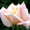 Ivory Tower -Heirloom Roses ivory tower 1 7